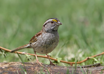 Bruant  gorge blanche /  White-throated Sparrow