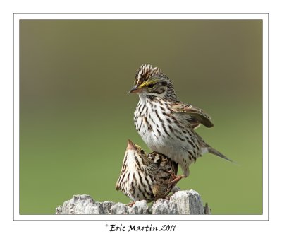 Bruant des prs / Savannah sparrow