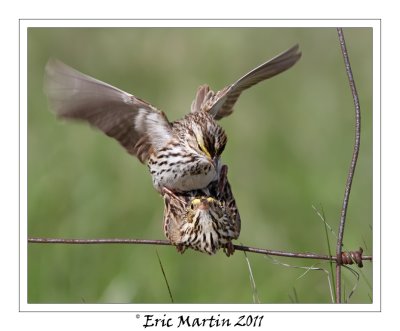 Bruant des prs / Savannah sparrow