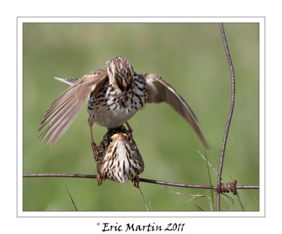 Bruant des prs / Savannah sparrow