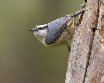 Sittelle  poitrine rousse /  Red-Breasted Nuthatch