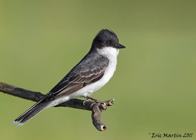 Tyran Tritri / Eastern Kingbird