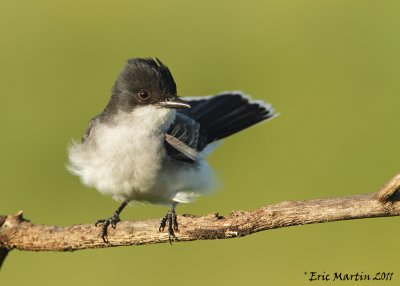 Tyran Tritri / Eastern Kingbird