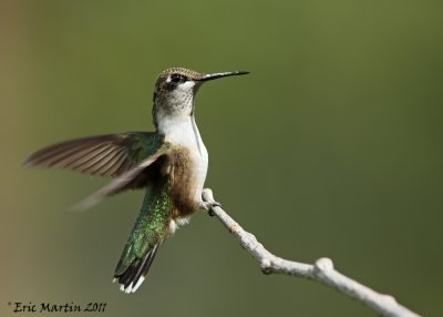 Colibri  gorge rubis / Ruby-Throated hummingbird  ( immature male )