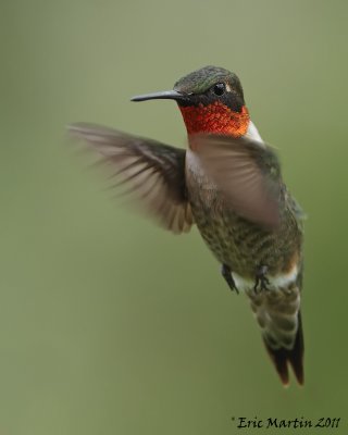 Colibri  gorge rubis / Ruby-Throated hummingbird  (  male )