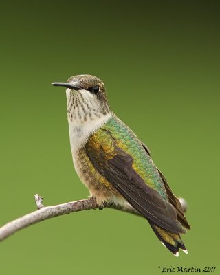 Colibri  gorge rubis / Ruby-Throated hummingbird 