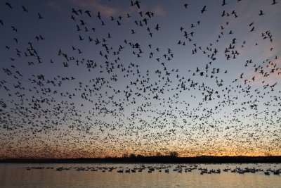 Oie des neiges / Snow Goose