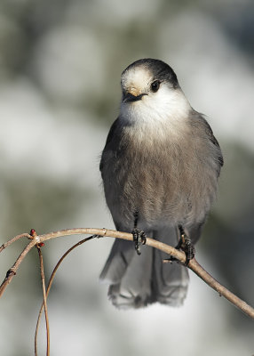 Msangeai du Canada / Gray Jay