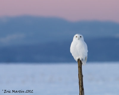 Harfang des Neiges  Mle / Snowy Owl