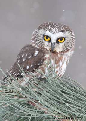 Petite Nyctale /  Northern Saw-Whet Owl