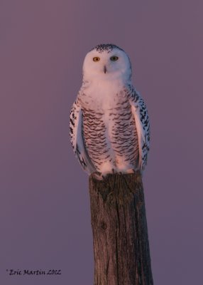 Harfang des Neiges   / Snowy Owl