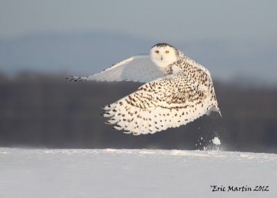 Harfang des Neiges / Snowy Owl