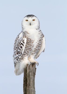 Harfang des Neiges / Snowy Owl