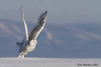 Harfang des Neiges / Snowy Owl