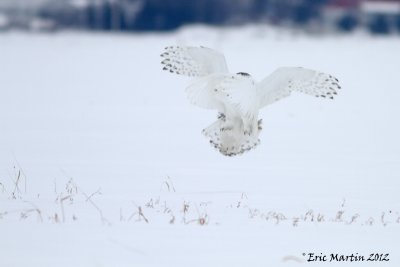 Harfang des Neiges / Snowy Owl