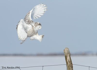 Harfang des Neiges / Snowy Owl