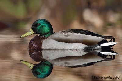 canard Colvert / Mallard male