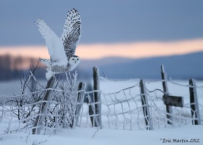 Harfang des Neiges / Snowy Owl