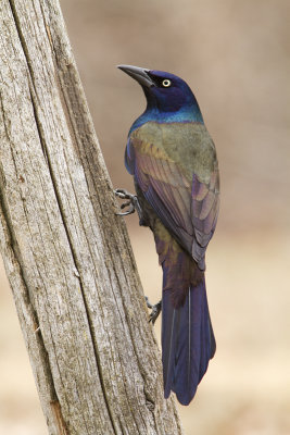 Quiscale Bronz / Common Grackle 