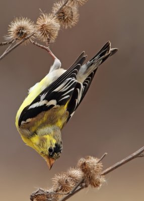 Chardonneret Jaune / American Goldfinch 