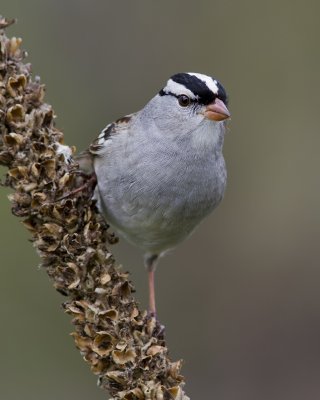 Bruant  couronne blanche / White crowned Sparrow 