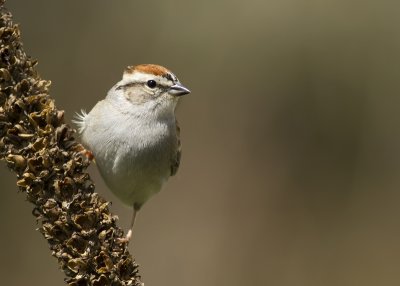 Bruant Familier / Chipping Sparrow 