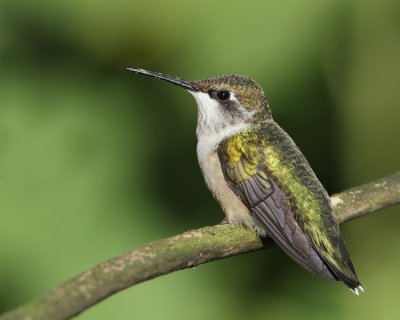 Colibri  gorge rubis / Ruby-Throated hummingbird 