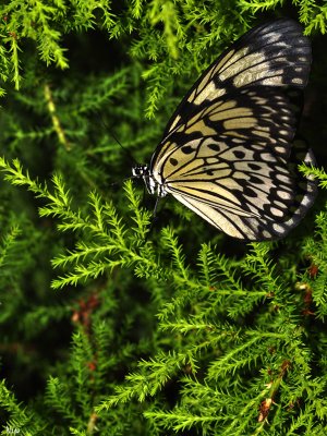 Papillons 2012