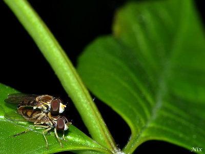 Macro