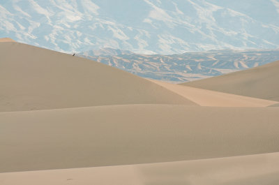 Mesquite Sand Dunes