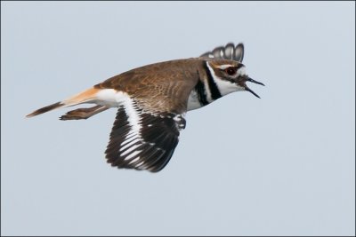 Killdeer