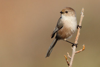 Bushtit