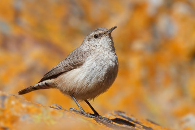 Rock Wren