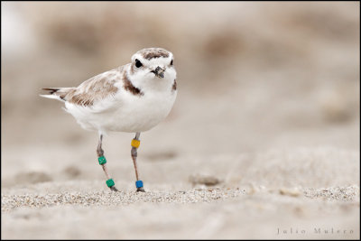 Snowy Plover