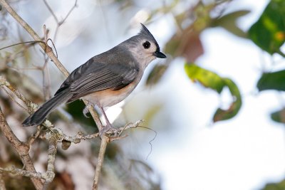 Tufted Titmouse