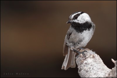 Mountain Chickadee