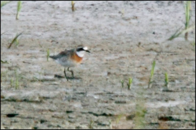 Lesser Sand-Plover