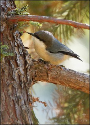 Pygmy Nuthatch