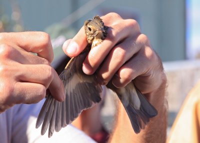 Swainson's Thrush