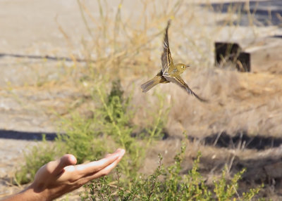 Western Flycatcher