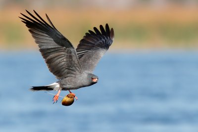 Snail Kite