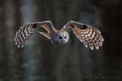 barred_owl