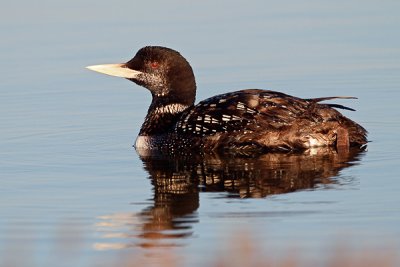 Yellow-billed Loon