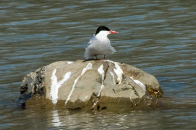 Artic Tern