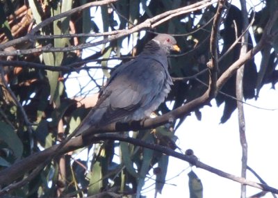 Band-tailed Pigeon