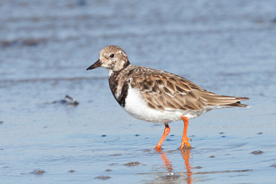 Ruddy Turnstone