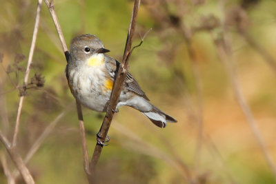 Yellow-rumped Warbler