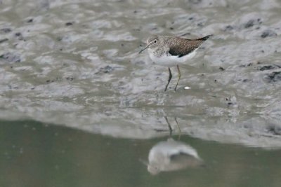Solitary Sandpiper