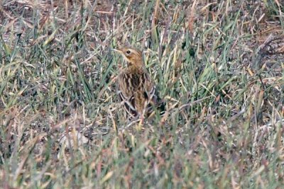 Red-throated Pipit