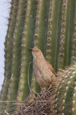 Curve-billed Thrasher